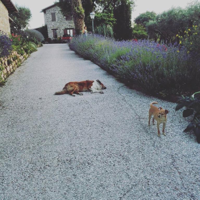 Casale Il Cerqueto San Severino Marche Exterior foto